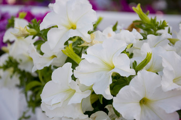 Tender white and yellow petunia flowers are blossom in the garden on the dark background