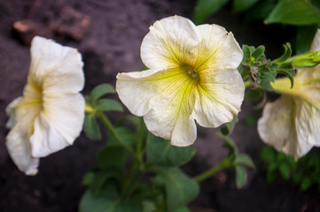 Obraz na płótnie Canvas Tender white and yellow petunia flowers are blossom in the garden on the dark background