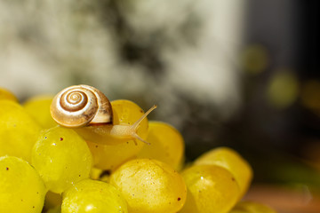 Close-up of a small snail crawling over grapes quiche mish