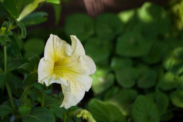 Tender white and yellow petunia flowers are blossom in the garden on the dark background