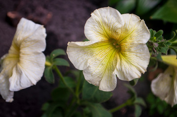 Tender white and yellow petunia flowers are blossom in the garden on the dark background