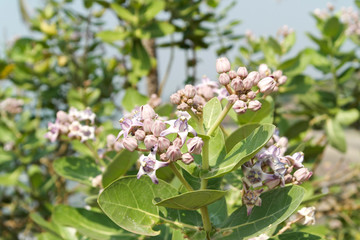 Calotropis is a genus of flowering plants belonging to the Asclepiadoideae subfamily of the Apocynaceae family. Poisonous shrubs come from Tropical Asia and North Africa.
