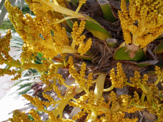 Flowering of a Chinese ornamental palm. Note the characteristic yellow flowers.