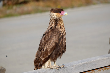 A Caracara cheriway in south Argentina