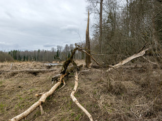 wild landscape, old trees, old dry grass, cloudy weather