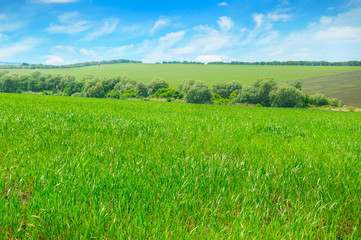Fototapeta na wymiar Picturesque green field and blue sky.