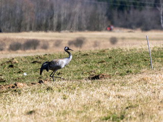 landscape with crane on cereal field in early spring