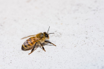 Bee, Apis mellifera, European or Western honey bee, Bee on a white background.