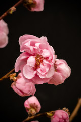 Obraz premium ピンクの花 Bright pink spring peach blossoms