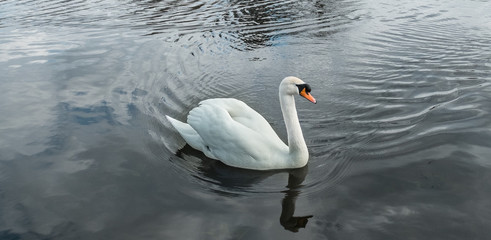 Swan gray water