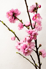 ピンクの花　Bright pink spring peach blossoms