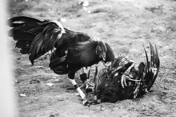 Traditional Local Cock Fight in Philippines 2019