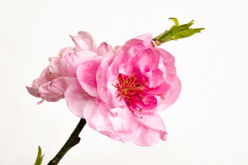ピンクの花　Bright pink spring peach blossoms