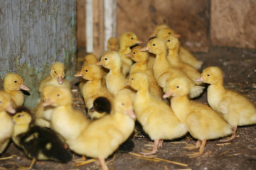 A crowd of little yellow ducklings near the feeding trough. Domestic bird