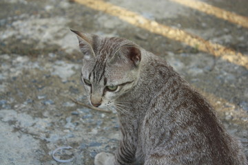 Relaxed domestic cat at home, indoor