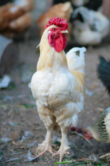 Beautiful rooster in the chicken coop. Domestic bird. Farm