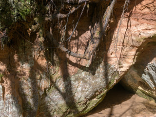 picture with sandstone wall and tree roots