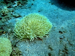 Naklejka na ściany i meble The amazing and mysterious underwater world of Indonesia, North Sulawesi, Manado, sea anemone