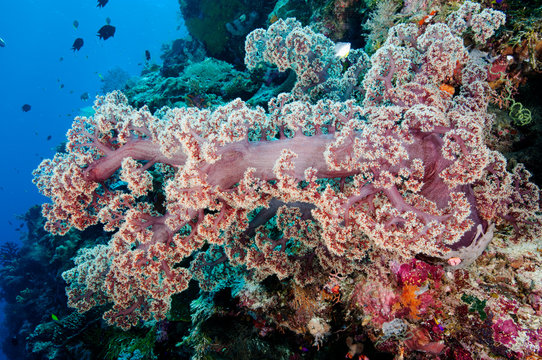 Soft coral, Dendronephthya sp. Wakatobi National Park SUlawesi Indonesia.