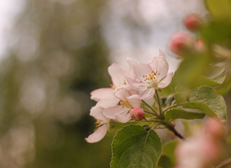 Pink and white flowers of apple tree on a natural blurred background