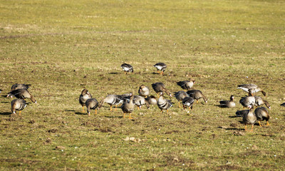 Agricultural field as place of stop-overs, geese make long stops in process of migration to...