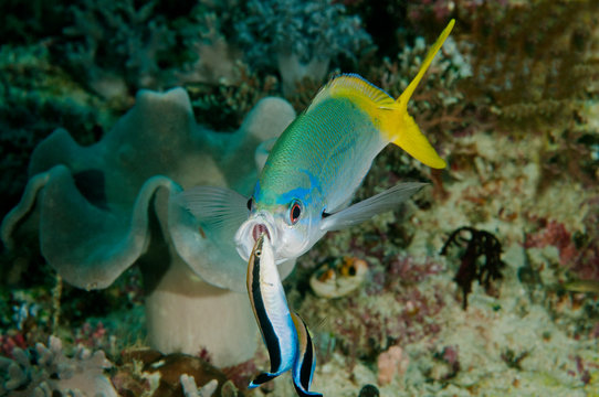 Deep bodied fusilier, Caesio cuning, being cleaned by cleaner wrasses, Labroides dimidiatus, Raja Ampat Indonesia.