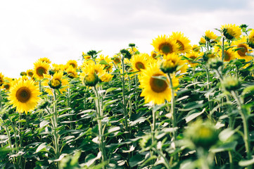 Sunflowers field under beautiful summer sky