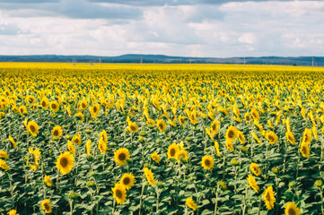 Sunflowers field under beautiful summer sky