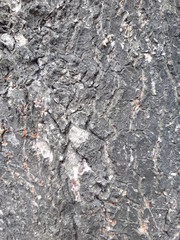 unique tree texture simple image