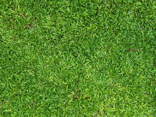 green grass background