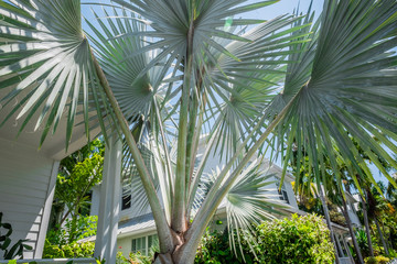 Fototapeta na wymiar Key West palm fronds