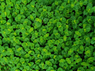 Obraz premium green leaves background