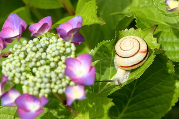 日本のかたつむり