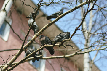 pigeons are sitting on a branch