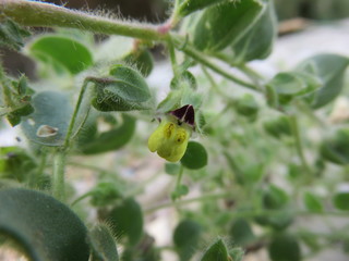 Fiore selvatico
