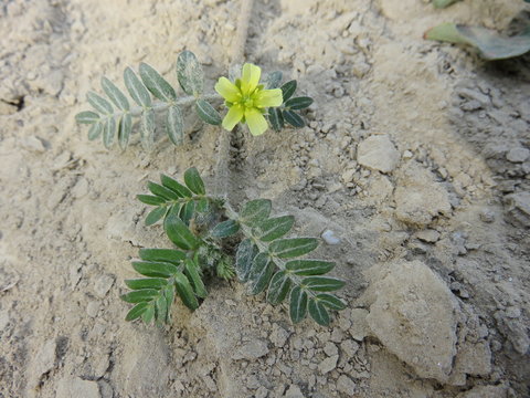 Fiore selvatico