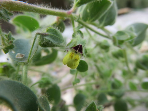 Fiore selvatico