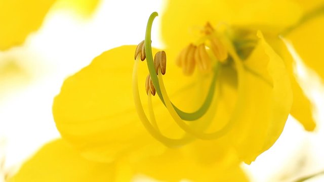 Close up  golden flower or Rajchapruek , outdoor Chiangmai Thailand