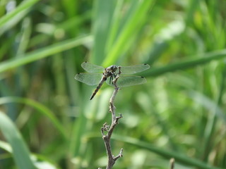 Sympetrum fonscolombi