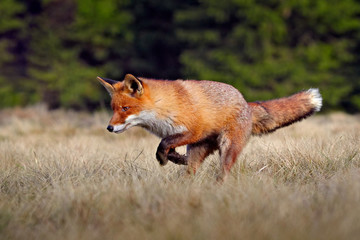 Red Fox, Vulpes vulpes, beautiful animal on grassy meadow, in the nature habitat, evening sun with nice light, Germany.