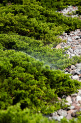 Photo of green bushes in the park with grey spider net on it and with round rocks around, beautiful day to have a walk in the park or forest
