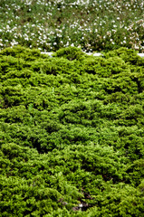 Summer green bushes and blurred flowers on the background