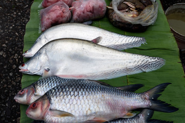 Fresh fish for sale in the market, Pla Tong fish and white fish.The clown featherback, clown knifefish, or spotted knifefish