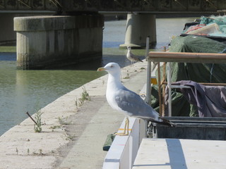 Gabbiano