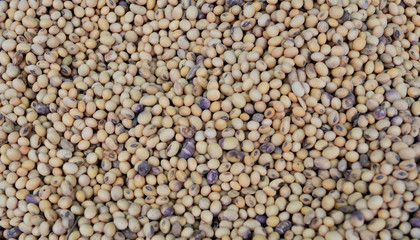 Concept cereal background, Lentils, It is used as an ingredient in both savory and sweet dishes.