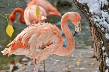 pink flamingo in the zoo