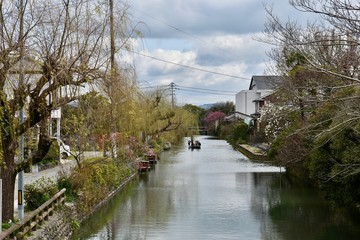 Fototapeta premium 春の水郷柳川 