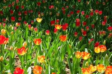 Shinning tulip garden (光るチューリップ)