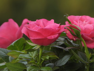 Plant of roses in a garden