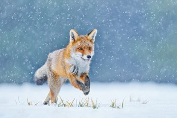 Red Fox hunting, Vulpes vulpes, wildlife scene from Europe. Orange fur coat animal in the nature...